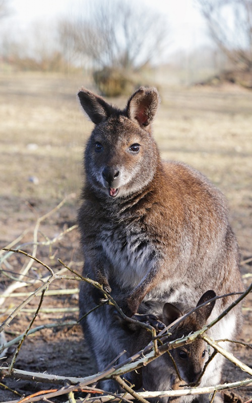 Kangaroo