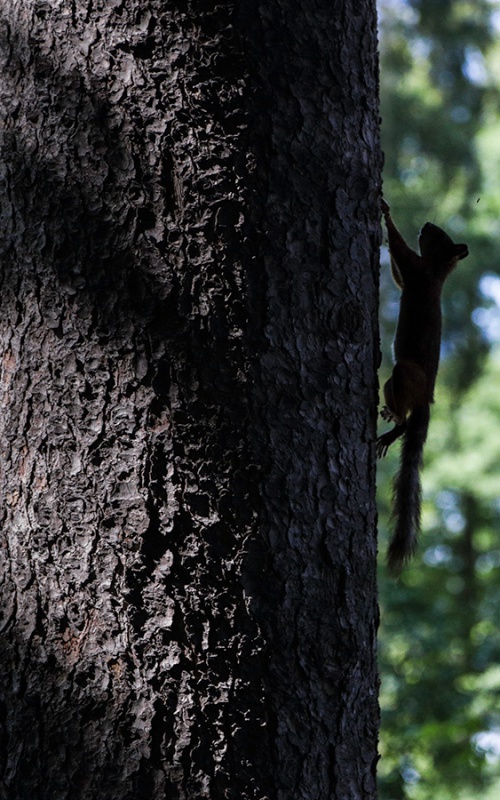 Squirrel